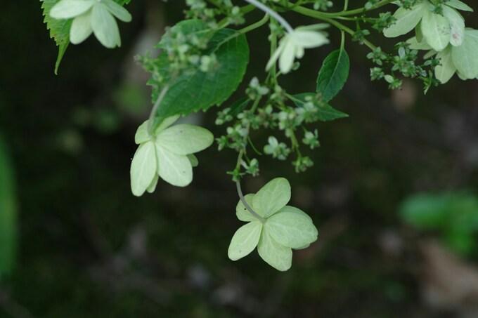 Zwei blassgr&uuml;ne Bl&uuml;ten mit Bl&auml;ttern und kleinen Knospen vor einem dunklen Hintergrund.