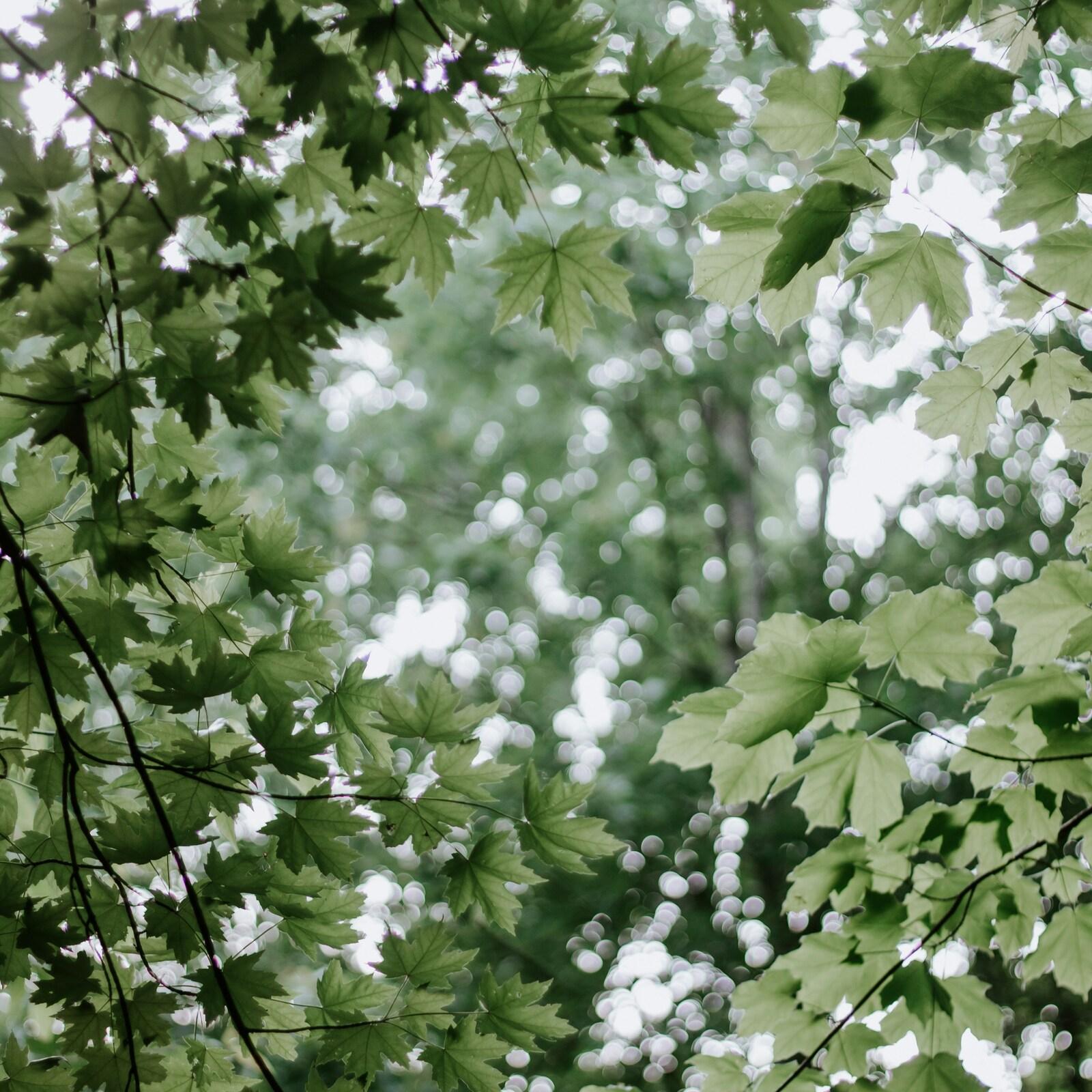 Nahaufnahme von gr&uuml;nen Ahornbl&auml;ttern mit unscharfen Lichtpunkten im Hintergrund eines bewaldeten Bereichs.