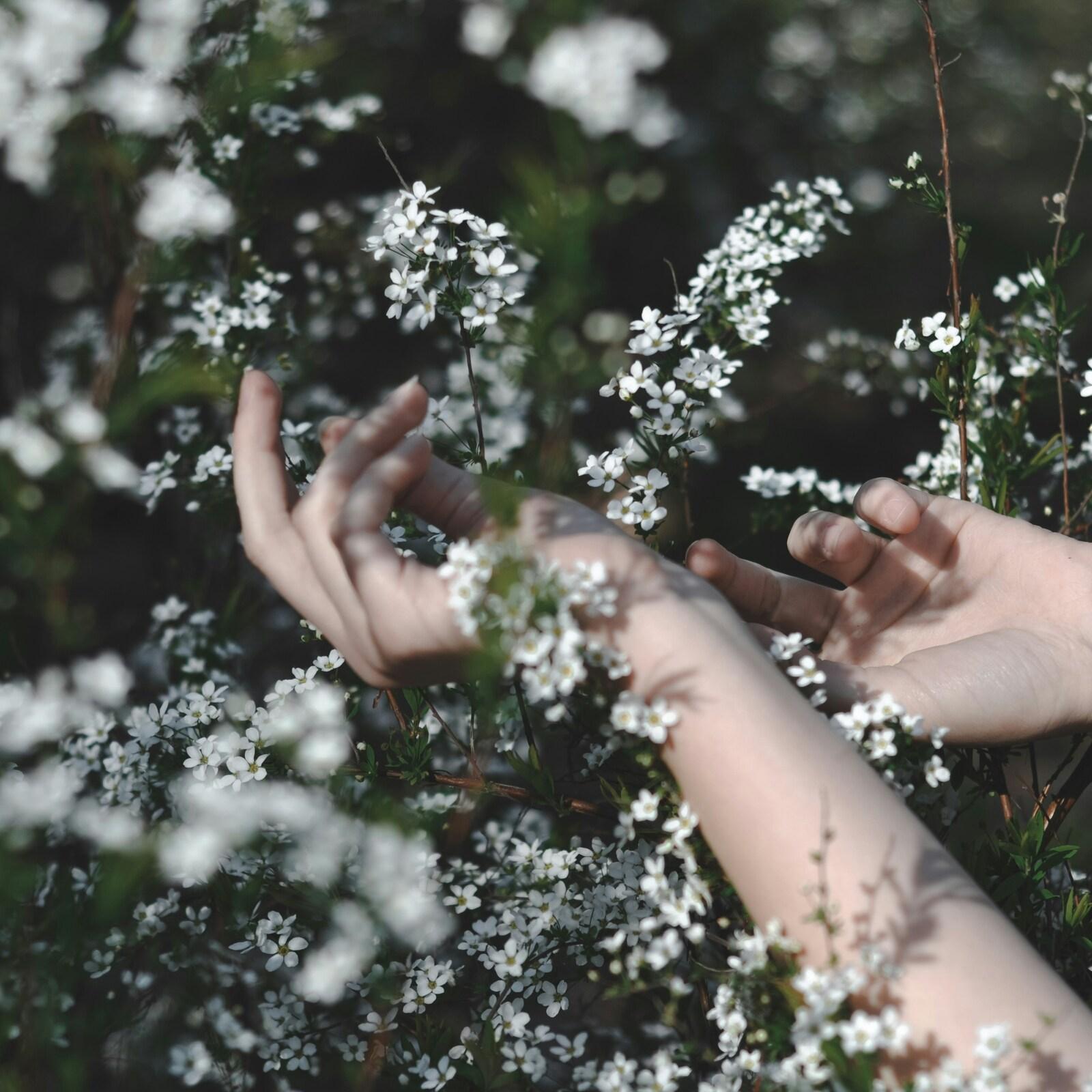 H&auml;nde, die sanft zwischen bl&uuml;henden wei&szlig;en Pflanzen in einem gr&uuml;nen Feld bewegt werden.