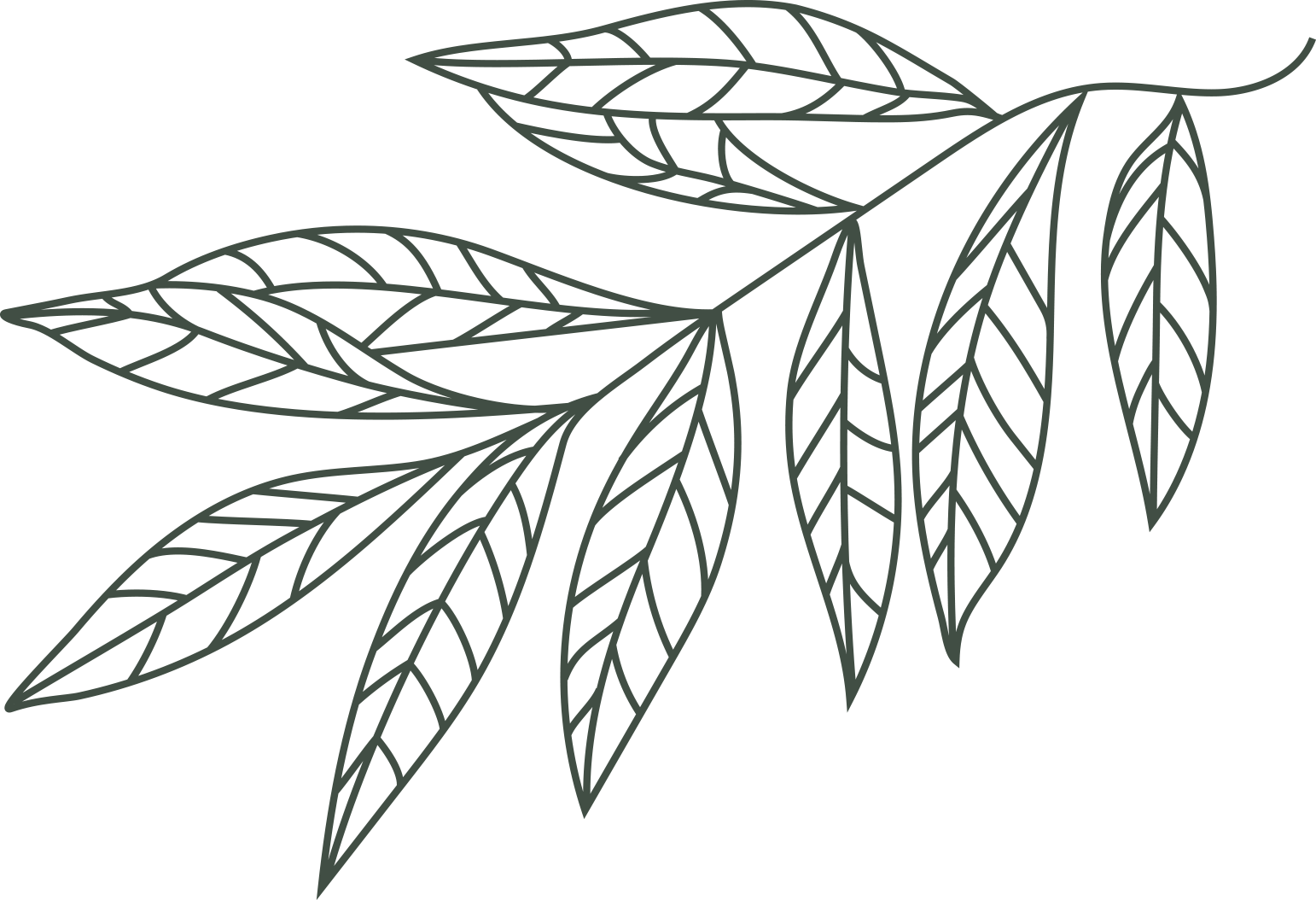 Illustration eines stilisierten Zweigs mit mehreren linearen Blättern.